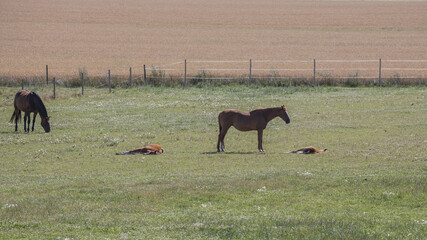 Horses in meadow - 629299346