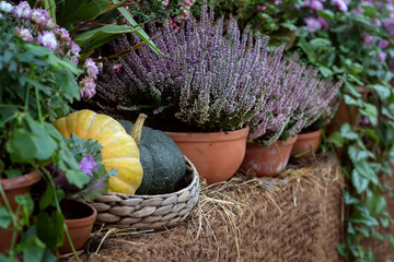Autumn composition of pumpkin and heather in pots.