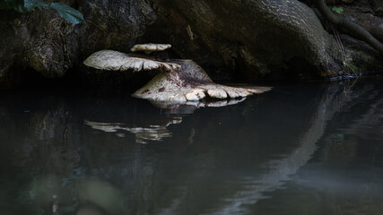 Tree fungi lie right on the water surface in the pond
Trädsvamp ligger precis på vattenytan i dammen - 629299361