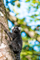 marmoset monkey - Sagui