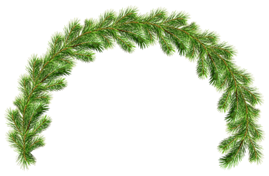 Green Christmas pine twig in an arch arrangement isolated on white or transparent background