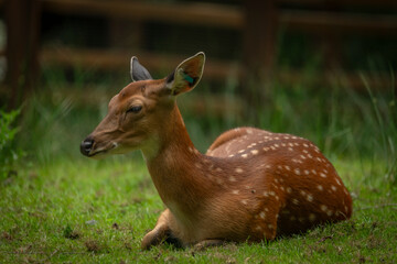 Deer sika on green summer meadow with long ears