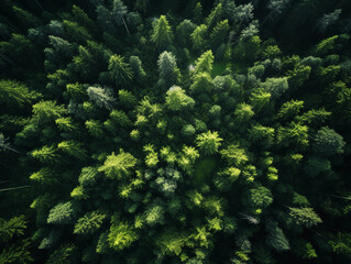 Fototapeta na wymiar Bird's eye view of a lush forest, shot with a drone, vibrant, rich greens, natural light