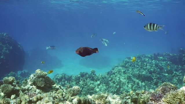 Triggerfish swims in blue water over coral reef other colorful tropical fish swim nearby, slow motion