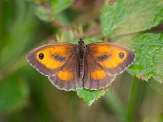 Gatekeeper butterfly