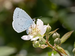Holly blue butterfly