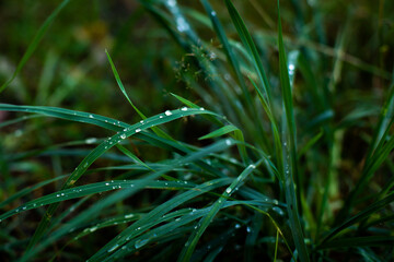 some green grass with water droplets