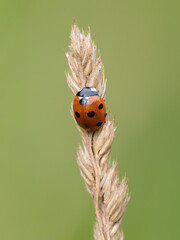 Ladybug