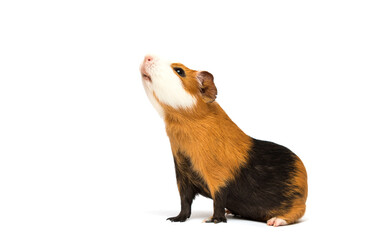 guinea pig looking up on a white background