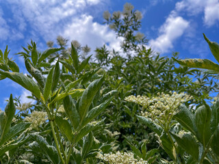 black elderberry blooms in the park with white flowers
