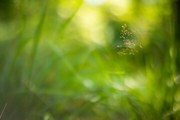 Fototapeta na wymiar a beautiful blurry green hay background. nature and environmental concept.