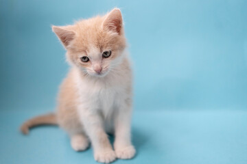 little red kitten on a blue background.
