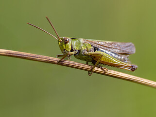 grasshopper on a leaf