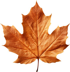 Naklejka na ściany i meble Autumn leaf clip art