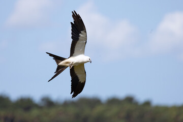 Beautiful swallow-tailed kite (Elanoides forficatus), an agile bird, in flight over Myakka River State Park in Florida