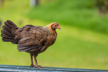 Chicken on Hawaii