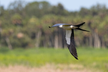 Beautiful swallow-tailed kite (Elanoides forficatus), an agile bird, in flight over Myakka River State Park in Florida