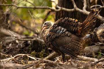 Wild turkeys (Meleagris gallopavo) in the forest at Myakka River State Park, Florida
