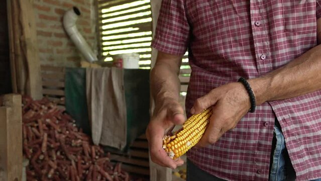 male farmer remove the dried corn peels kernels from the cob at barn
