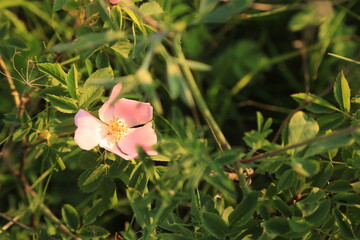 Pink flower among green grass