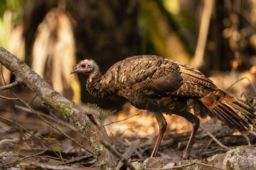 Wild turkeys (Meleagris gallopavo) in the forest at Myakka River State Park, Florida