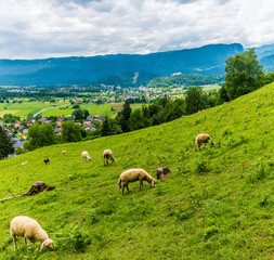 Fototapeta premium A view of sheep grazing on the hillside above the village of Zasip near Bled, Slovenia in summertime
