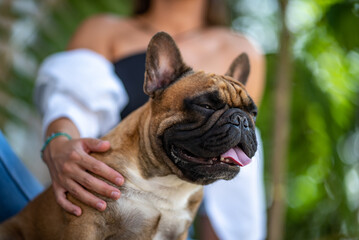 a french bulldog and a young beautiful girl are hanging out