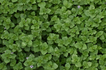 green leaves background