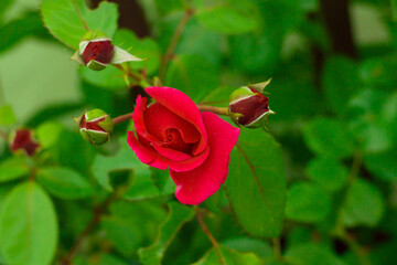 Lato w ogrodzie. Czerwone pąki róż na łodygach rosnących w ogrodzie krzewów. - 629309744