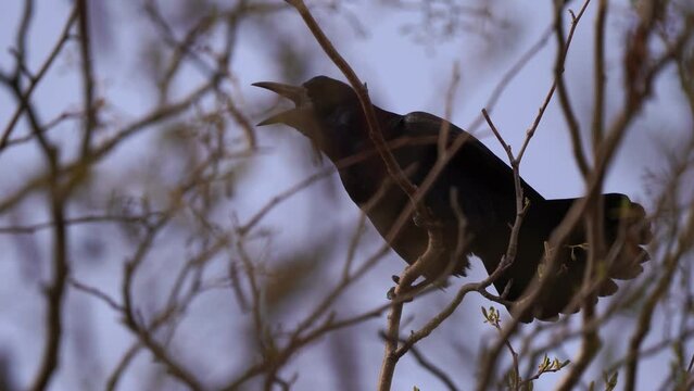 A rook (Corvus frugilegus) shouting in the top of a tree