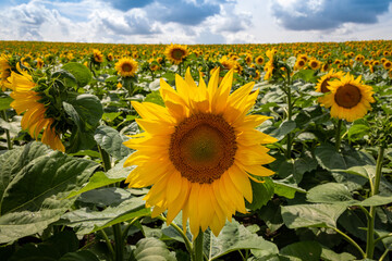 Sunflower fields And blue Sky clouds Background.Sunflower fields landscapes on a bright sunny day with patterns formed in natural background.