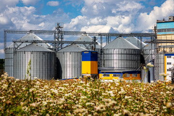 Agricultural Silos on the background of flowering buckwheat. Storage and drying of grains, wheat, corn, soy, sunflower against the blue sky with white clouds.