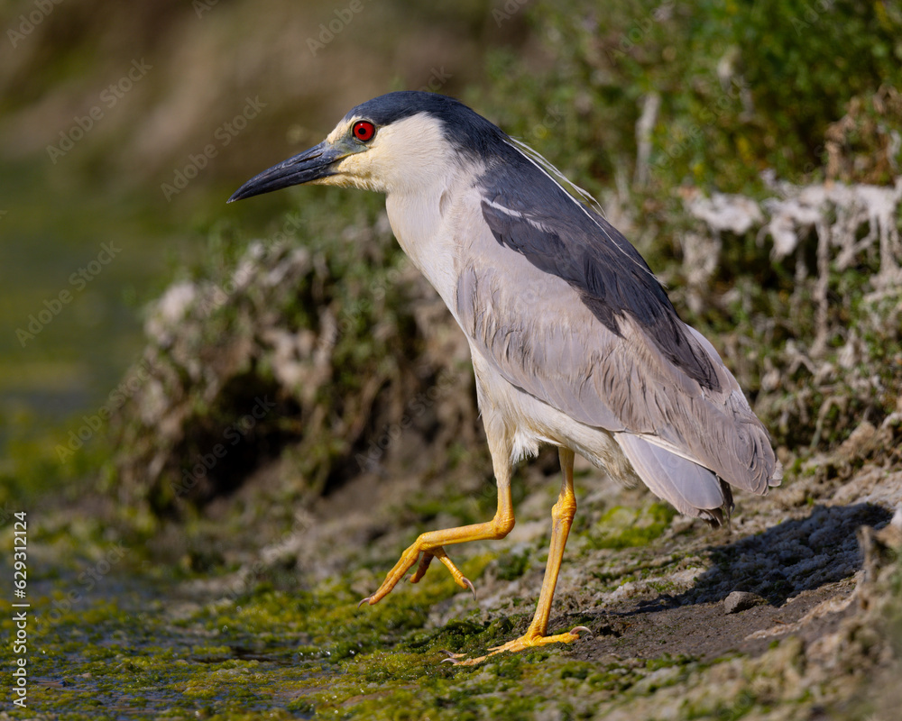 Poster Black-crowned night heron, seen in the wild in a North California marsh