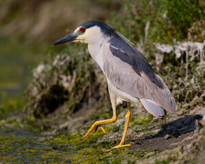 Black-crowned night heron, seen in the wild in a North California marsh