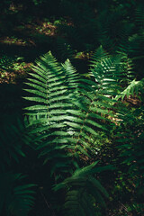 Ferns leaves is growing in forest in sunlight. Vertical photo. Decorative foliage isolated on black background. Dramatic view of green leaf. Dark tropical woods in wild nature. Beauty in nature