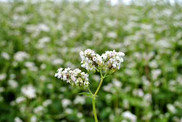 white flowers of bukwheat in the garden