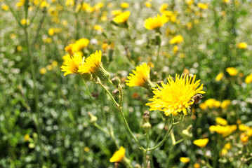 yellow dandelions on grass