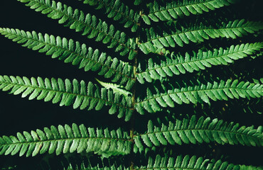 Ferns leaf on black background close up. Growing in forest. Art photo of plant. Decorative foliage isolated. Dramatic view of green leaf. Dark tropical woods in wild nature. Natural beauty
