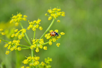 Lady bug on flower © Dmytro