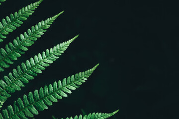 Green ferns leaf isolated on black background close up with copy space. Growing in forest. Art photo of natural plant. Decorative foliage. Dramatic view. Wild nature beauty. Copy space. Mockup design