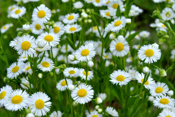 field of daisies