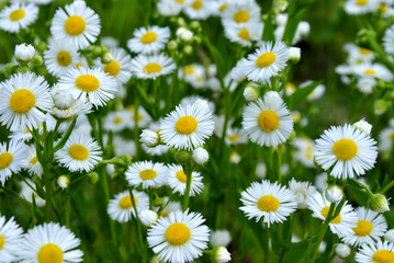 Fototapeta premium field of daisies