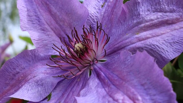 A large purple passionflower flower blooms against the background of green leaves in a village in Ukraine