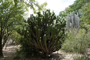 Cactus Mexique