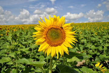 field of sunflowers