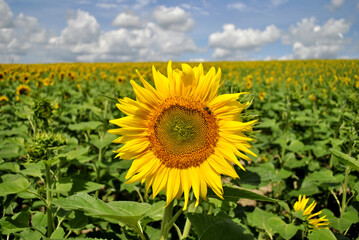 field of sunflowers