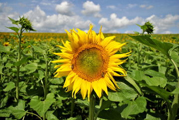 field of sunflowers