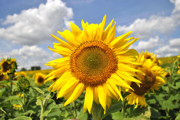 Fototapeta premium field of sunflowers
