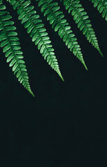 Green ferns leaf isolated on black background close up with copy space. Growing in forest. Art photo of natural plant. Decorative foliage. Dramatic view. Wild nature beauty. Copy space. Mockup design