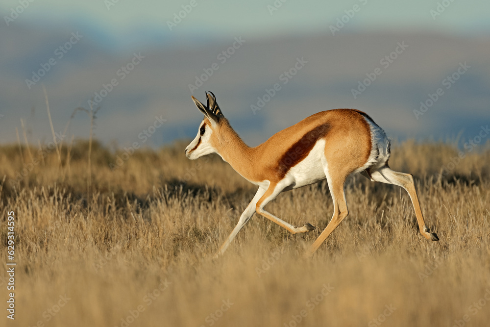 Wall mural A springbok antelope (Antidorcas marsupialis) running, Mountain Zebra National Park, South Africa.